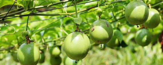 百香果怎么促进花芽分化"