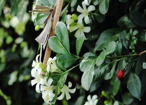 九里香花有毒吗 可以放在室内养吗