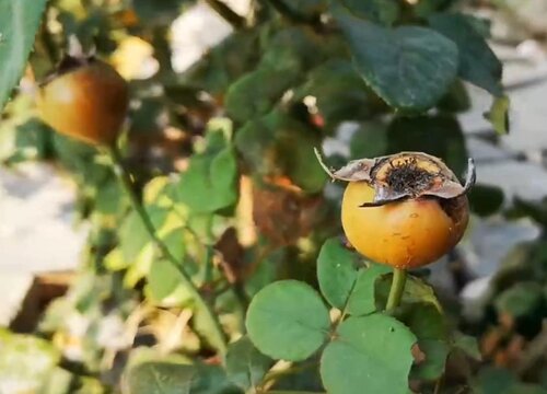 月季花的果实有什么用"