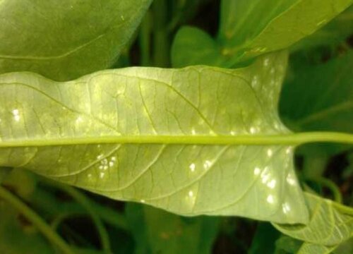 空心菜叶子发黄怎么办"