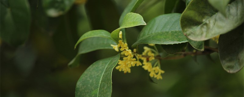 桂花树的种植"