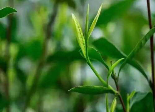 雀舌采摘时间和收获季节"