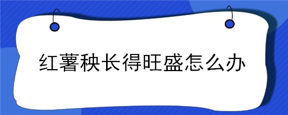 红薯秧长得旺盛怎么办