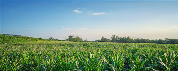 玉米地兰花菜用什么除草剂