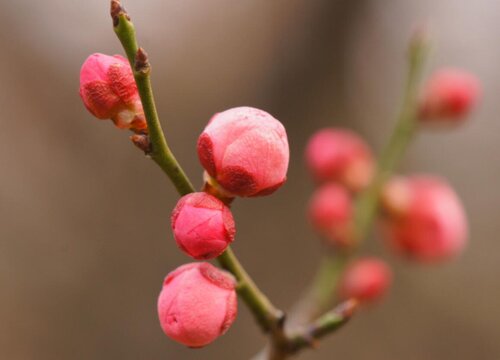 梅花什么时候长花苞