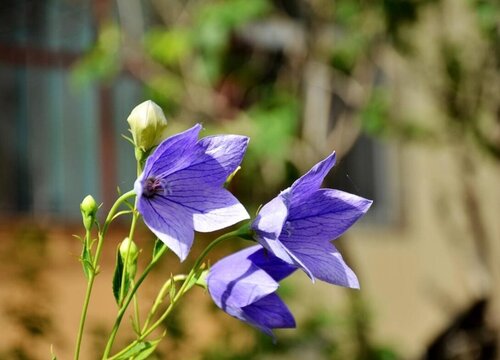 桔梗花怎么水养"