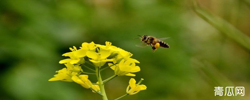 养蜂怎么防治虎头蜂