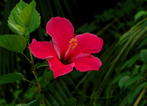 花草几天浇一次水