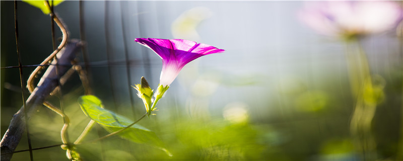 牵牛花种子怎么种植"