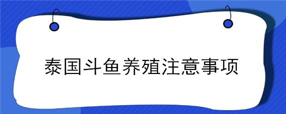 泰国斗鱼养殖注意事项