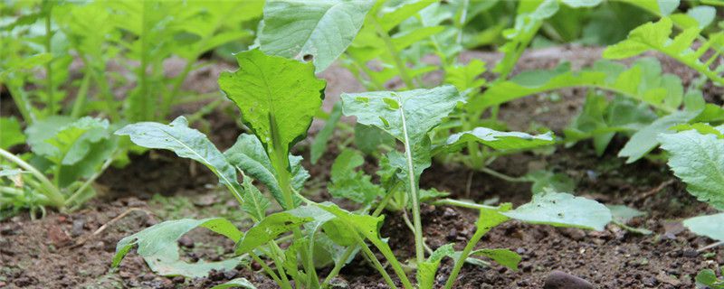 无公害蔬菜种植技术