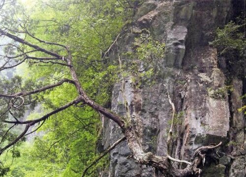 崖柏是保护植物吗