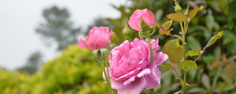 月季花栽培技术"