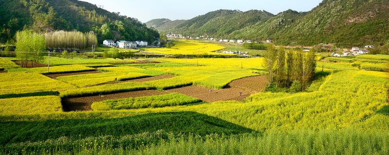 油菜的种植方法"