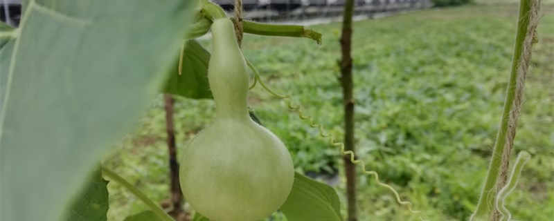 葫芦种植技术