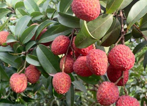 荔枝采摘时间和收获季节"