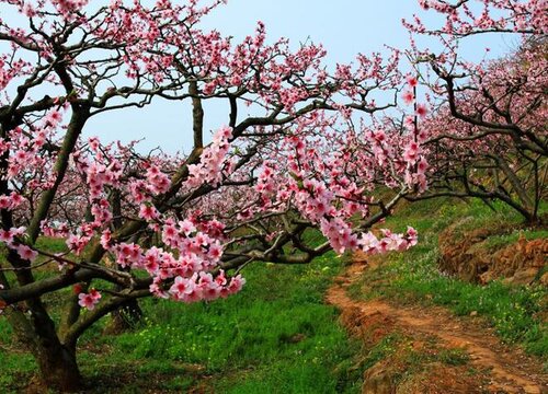 桃花是代表什么生肖