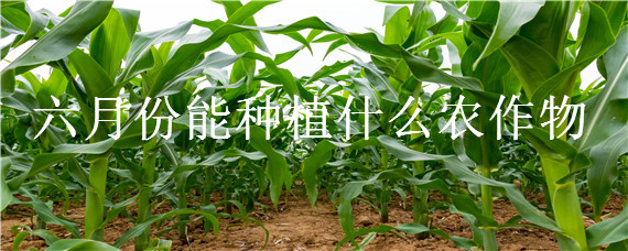 六月份能种植什么农作物