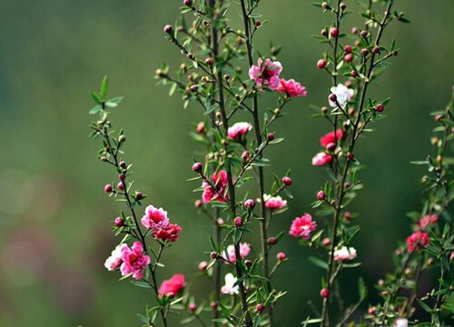 松红梅什么时候长花苞