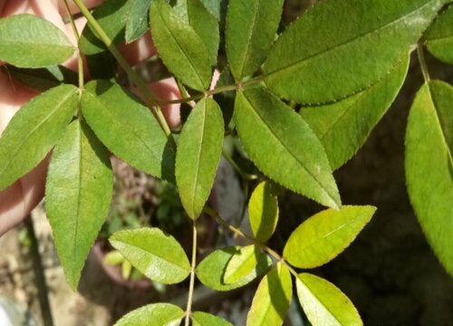 木香花好养活吗"