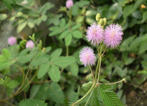 校园里适合种什么植物"