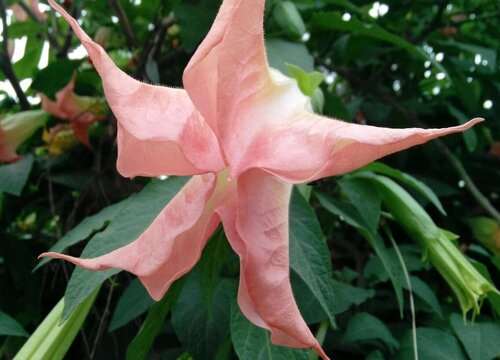 表示邪恶的花 花语是邪恶的花