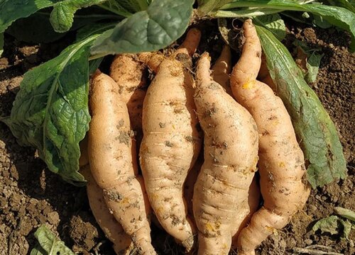 地黄是多年生还是一年生的植物"