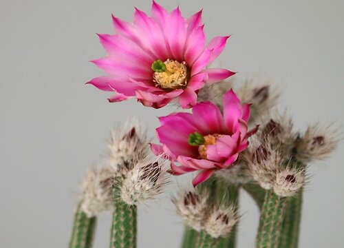 仙人棒不开花怎么回事"