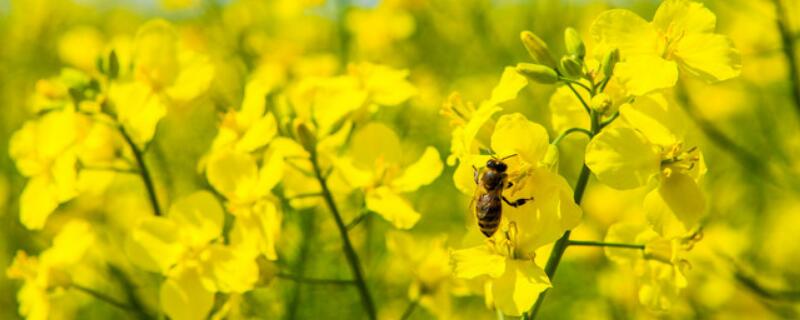 直播油菜栽培技术要点"