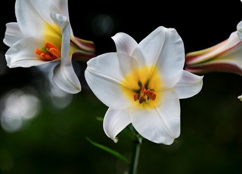 香水百合怎么水养"