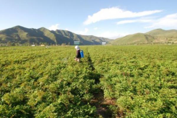 川芎种植技术 川芎种植时间及方法