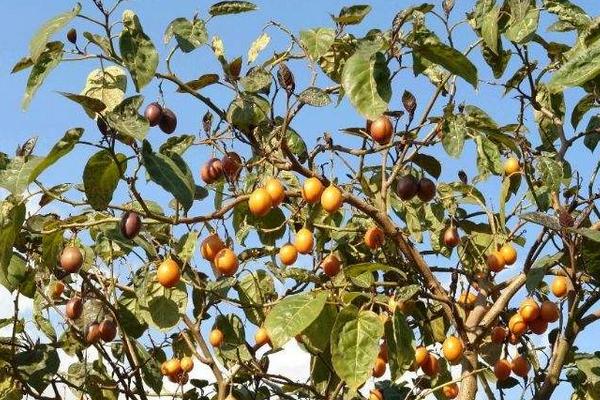 树番茄种子种植方法"