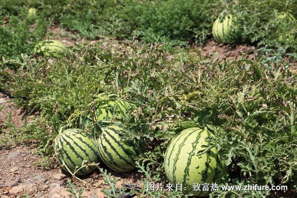 西瓜高产种植技术"