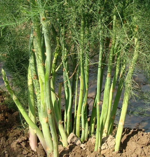 芦笋的三大种植模式"