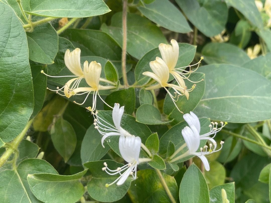 金银花应该怎么种植和管理