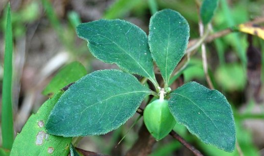 四叶参”的植物学特点"