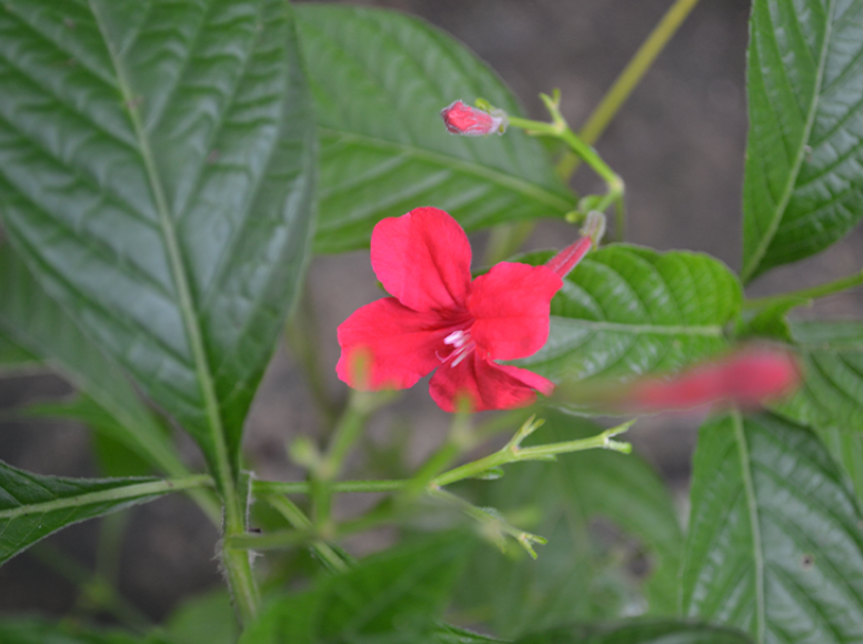 红花芦莉的养殖方法"