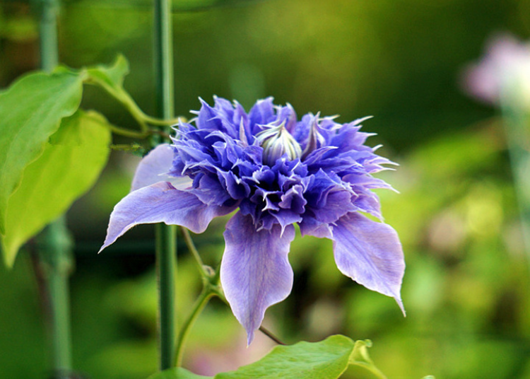 被称作“藤本花卉皇后”的铁线莲有三种花语！