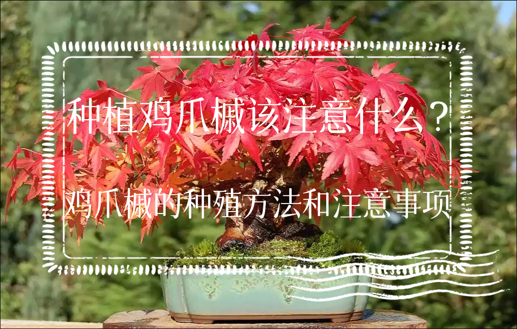 种植鸡爪槭该注意什么？鸡爪槭的种殖方法和注意事项