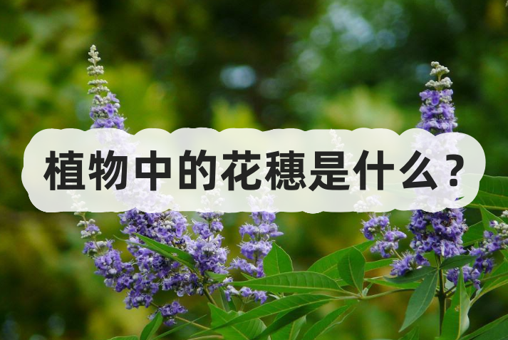 植物中的花穗是什么？"