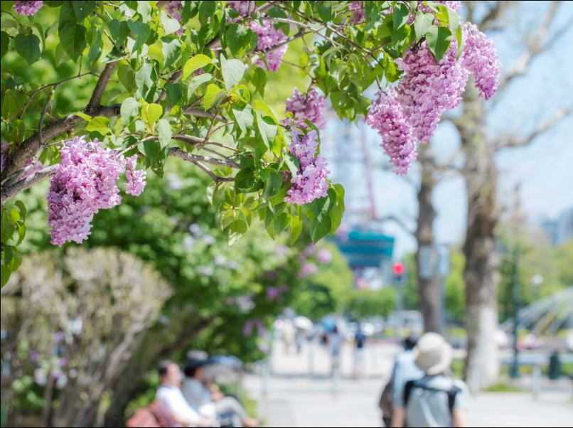 丁香树适合庭院种植吗？丁香种植知识科普"