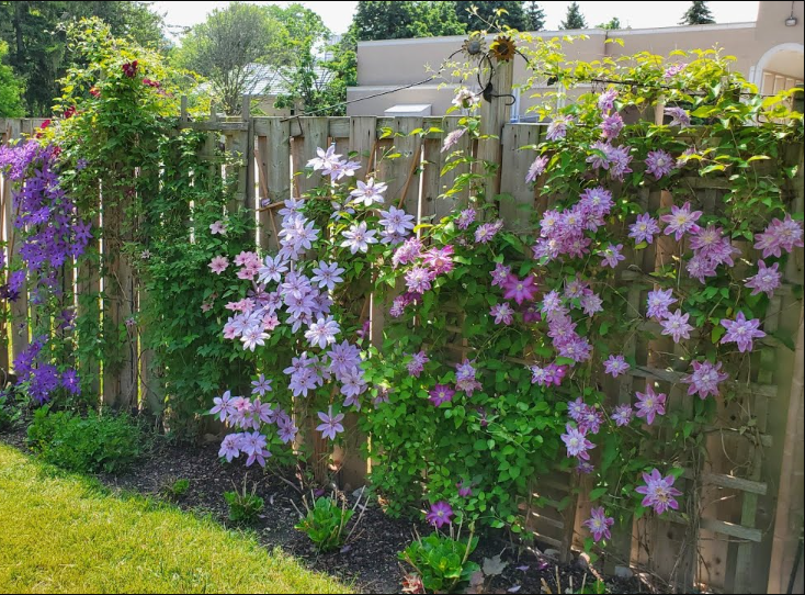 铁线莲一年开几次花？铁线莲知识科普"