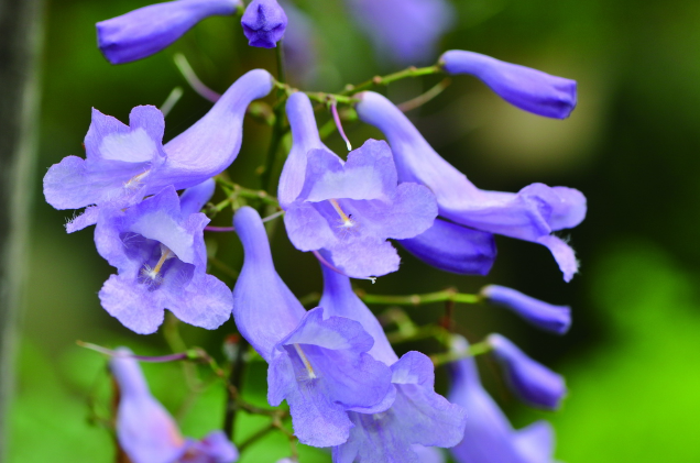 花楹主要分为哪两种？红花楹花语和种植注意事项"