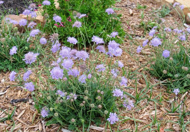 紫盆花的花语和种植方法介绍"