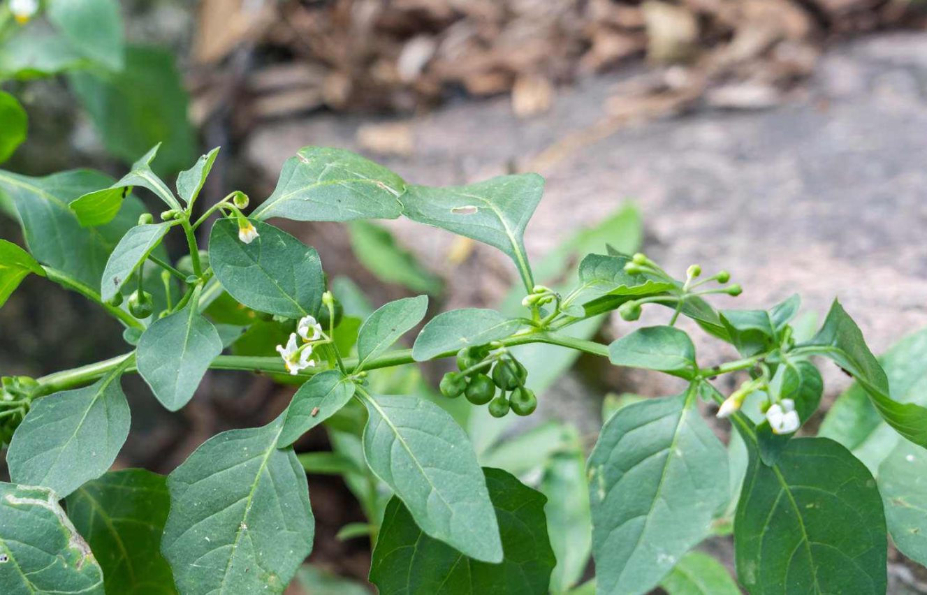 葵菜是什么蔬菜？有哪些特点？