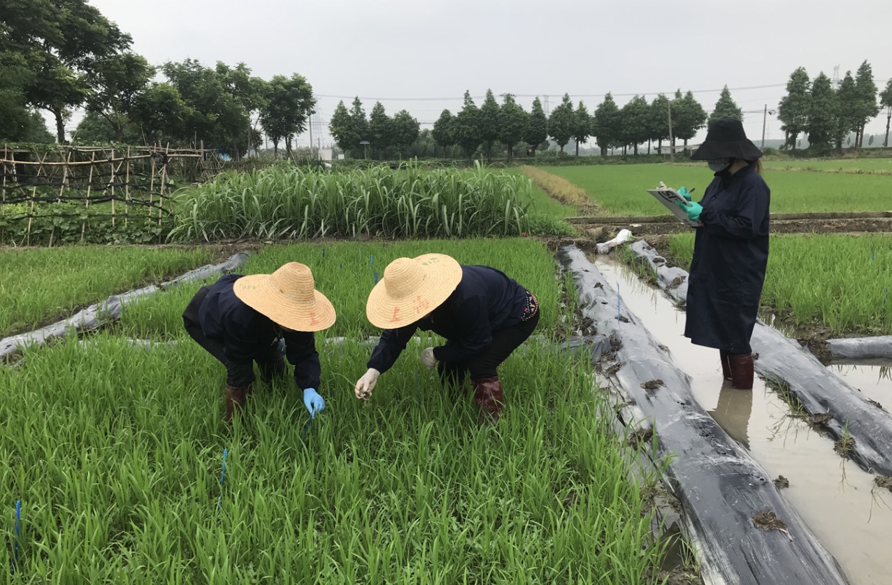 甲维茚虫威适用于哪些农作物？"