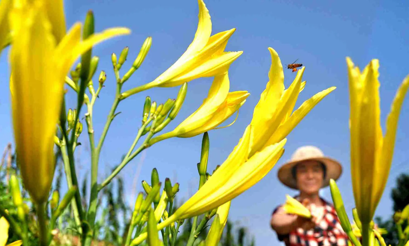 黄花菜特点和种植技术介绍