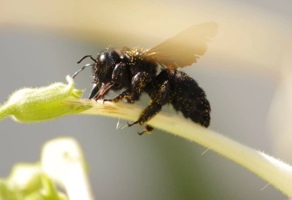 新疆黑蜂是什么蜂种？黑蜂的特点介绍