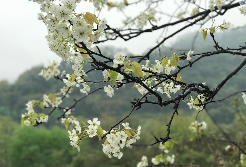  花梨木的生存环境怎么样？适宜什么样的气候？