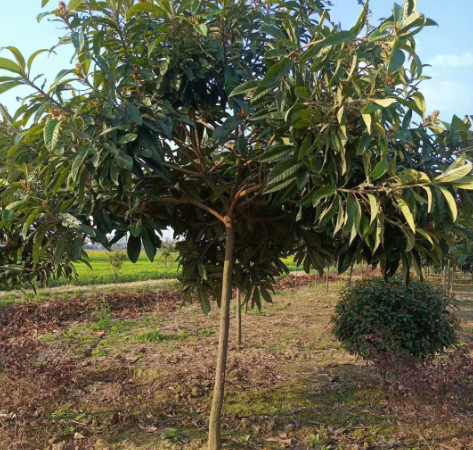 种植枇杷是在平地好还是山地好？